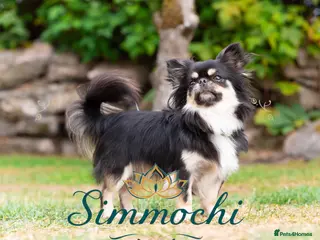 Chihuahua dogs Exceptional Thai line - Advert 20