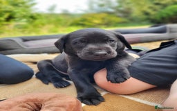 Labrador Retriever dogs for sale: Kc labrador puppies in Much Wenlock - Image 10