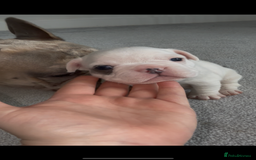 French Bulldog dogs for sale: Beautiful Boy Frenchie Puppy - Image 13