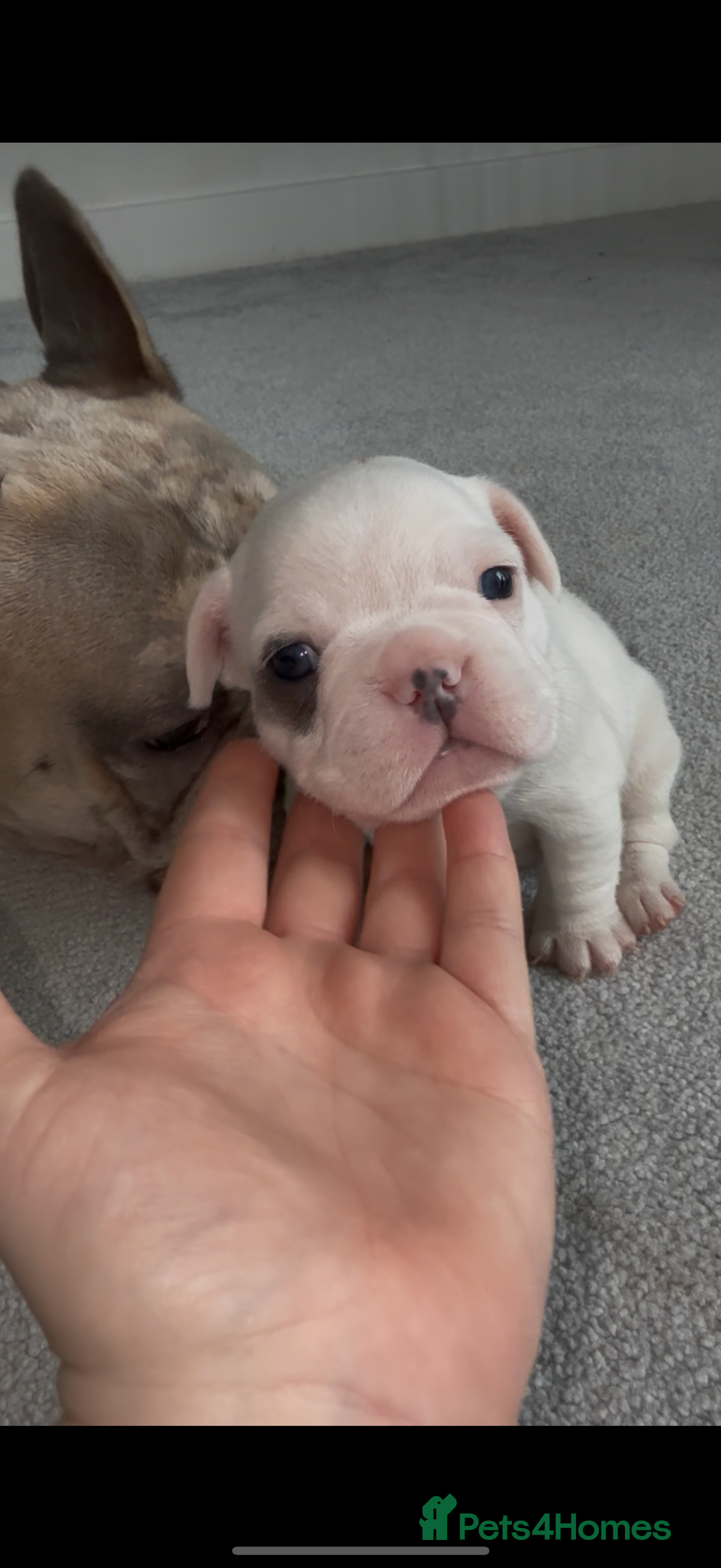 French Bulldog dogs for sale: Beautiful Boy Frenchie Puppy - Image 13