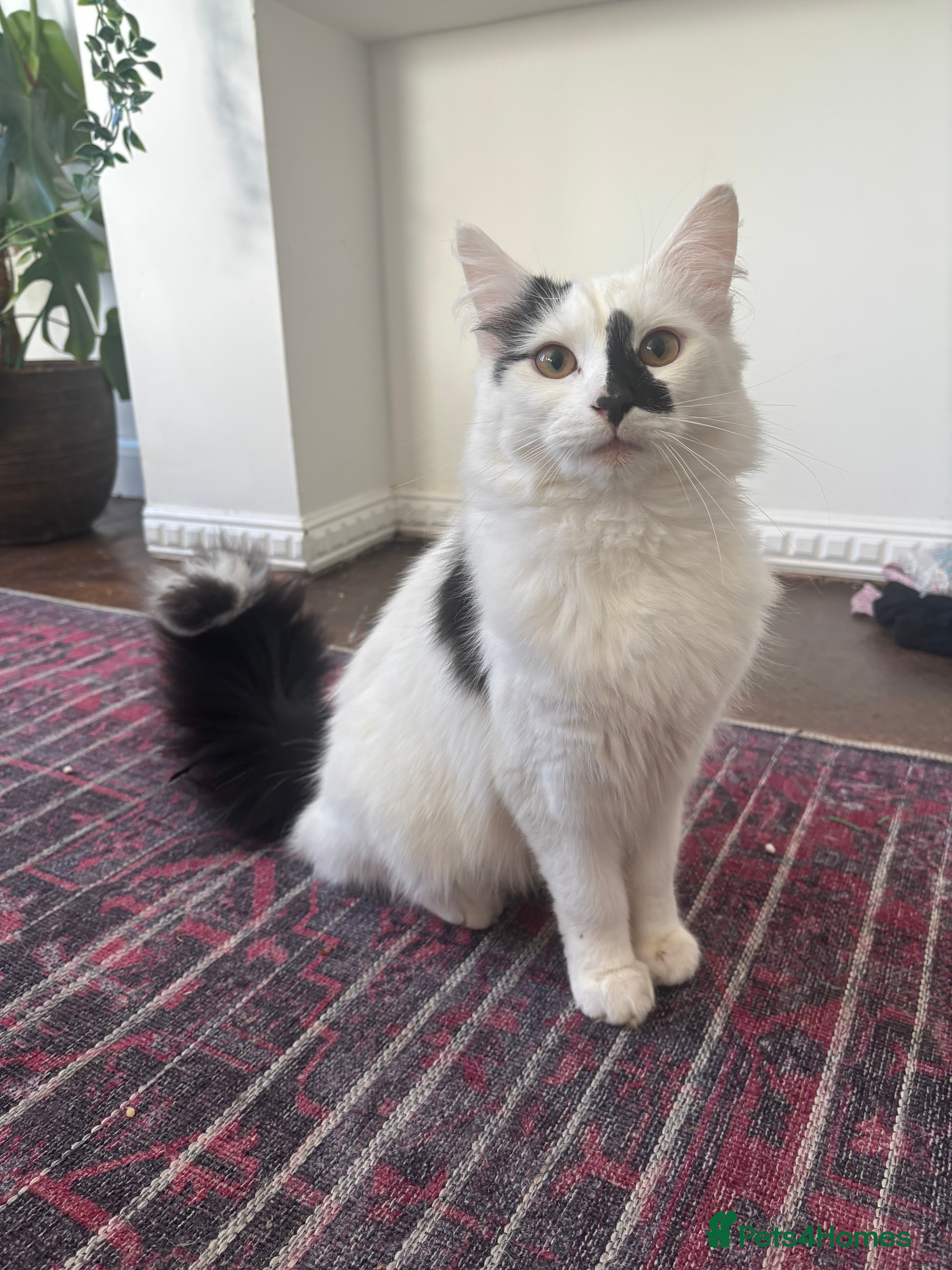 Turkish Angora cats Turkish angora mix. Male  - Advert 16