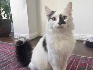 Turkish Angora cats Turkish angora mix. Male - Advert 16