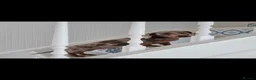 Miniature Dachshund dogs for stud: Miniature dachshund stud  - Advert 2