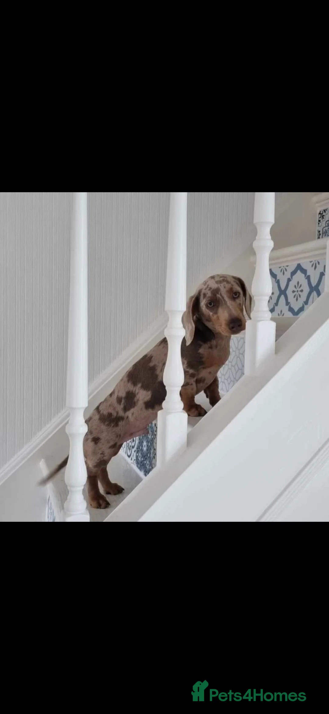 Miniature Dachshund dogs for stud: Miniature dachshund stud  - Advert 2