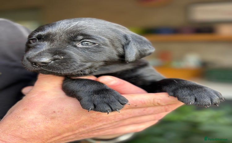 Labrador Retriever dogs - Advert 2