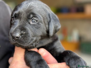 Labrador Retriever dogs - Advert 1