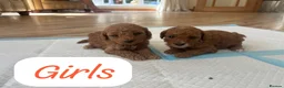 Cockapoo dogs for sale: Beautiful litter of Cockapoos for sale  in Maidstone - Advert 7