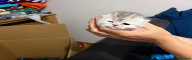 Persian 4