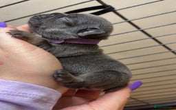 French Bulldog dogs for sale: Frenchies  - Advert 4