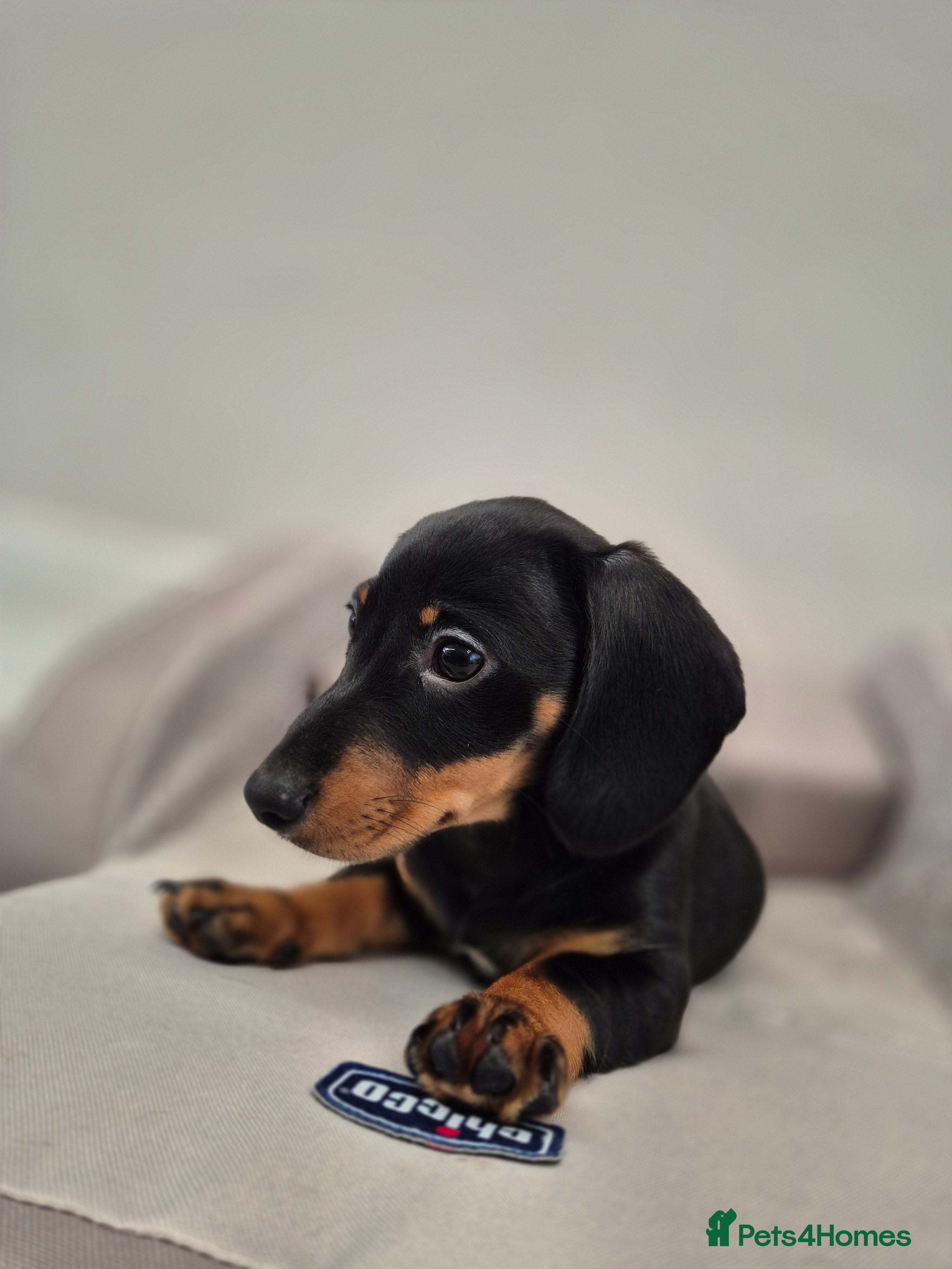 Dachshund dogs 💙 1 Boy left!Ready to leave! - Advert 13