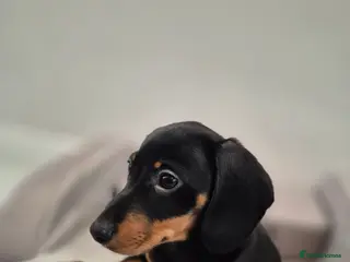 Dachshund dogs 💙 1 Boy left!Ready to leave! - Advert 13