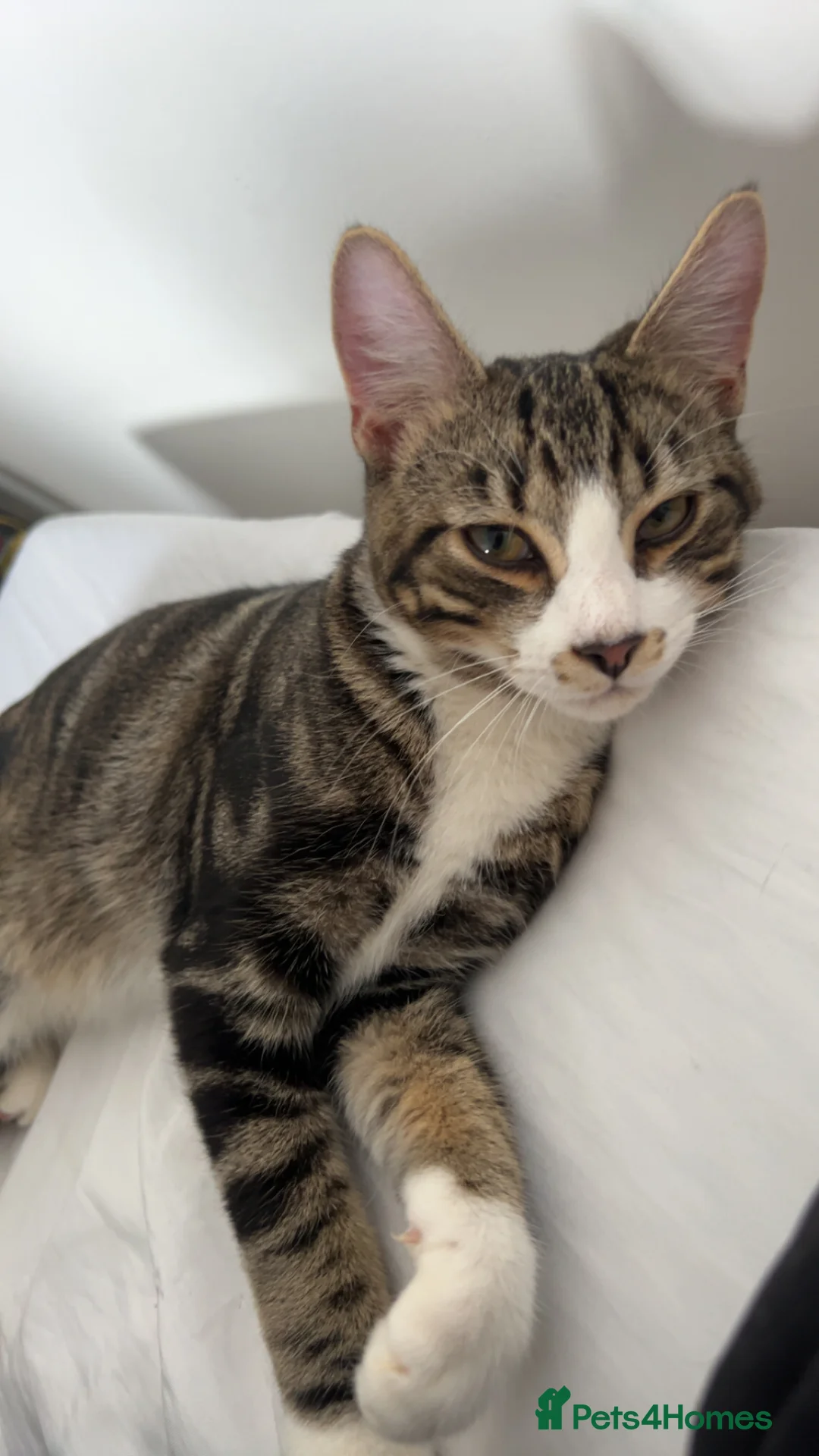 Mixed Breed cats for sale: Black Calico Tabby X American Wirehair Tabby - Advert 10