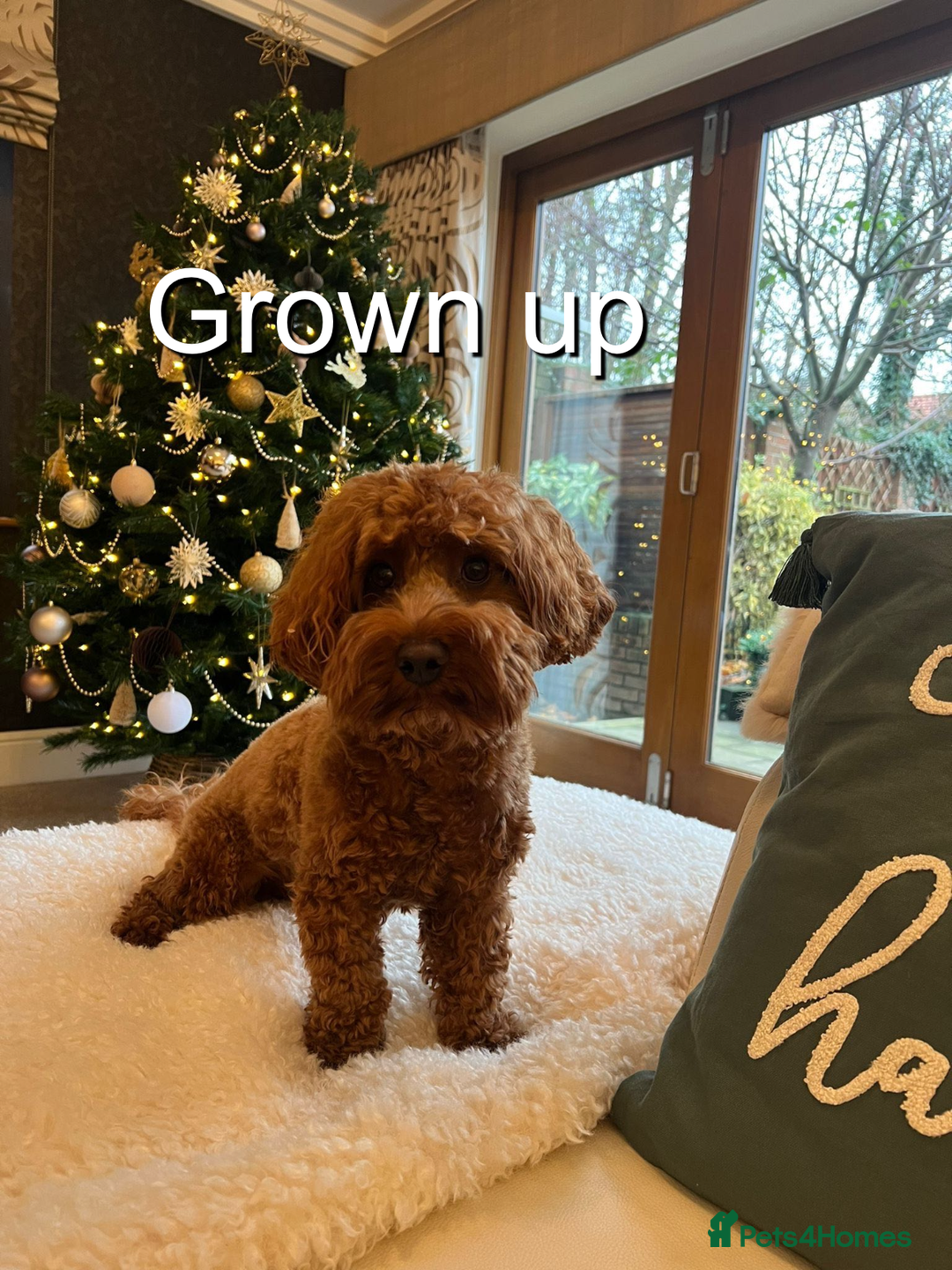 Cavapoo dogs for sale: EXTENSIVELY HEALTH TESTED Toy Cavapoos - Image 11
