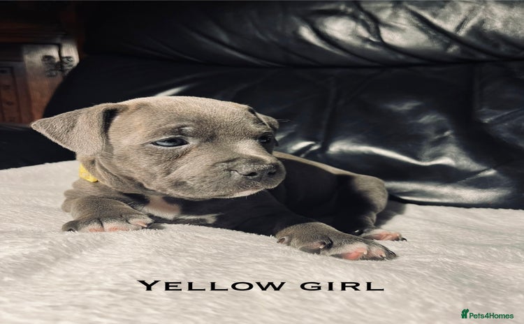Staffordshire Bull Terrier dogs - Advert 3
