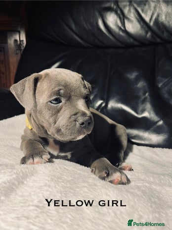 Staffordshire Bull Terrier dogs - Advert 3