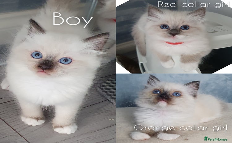 Ragdoll cats - Advert 1