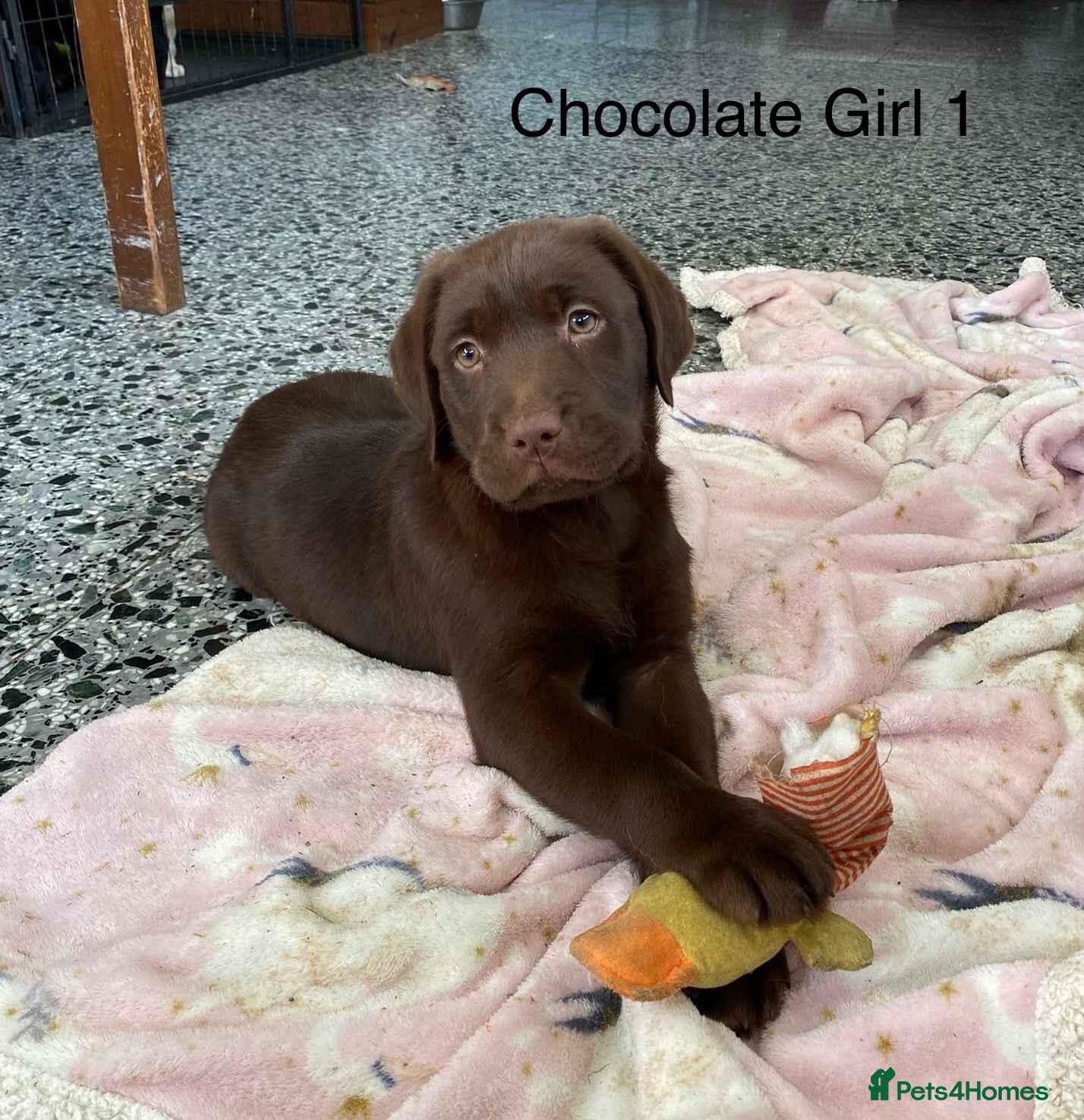 Labrador Retriever dogs for sale: Chunky Labrador Puppies - Advert 1