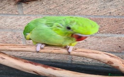 Ringnecks birds for sale: Indianecks  - Image 3