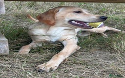 Labrador Retriever dogs for sale: handsome yellow lab - Advert 2