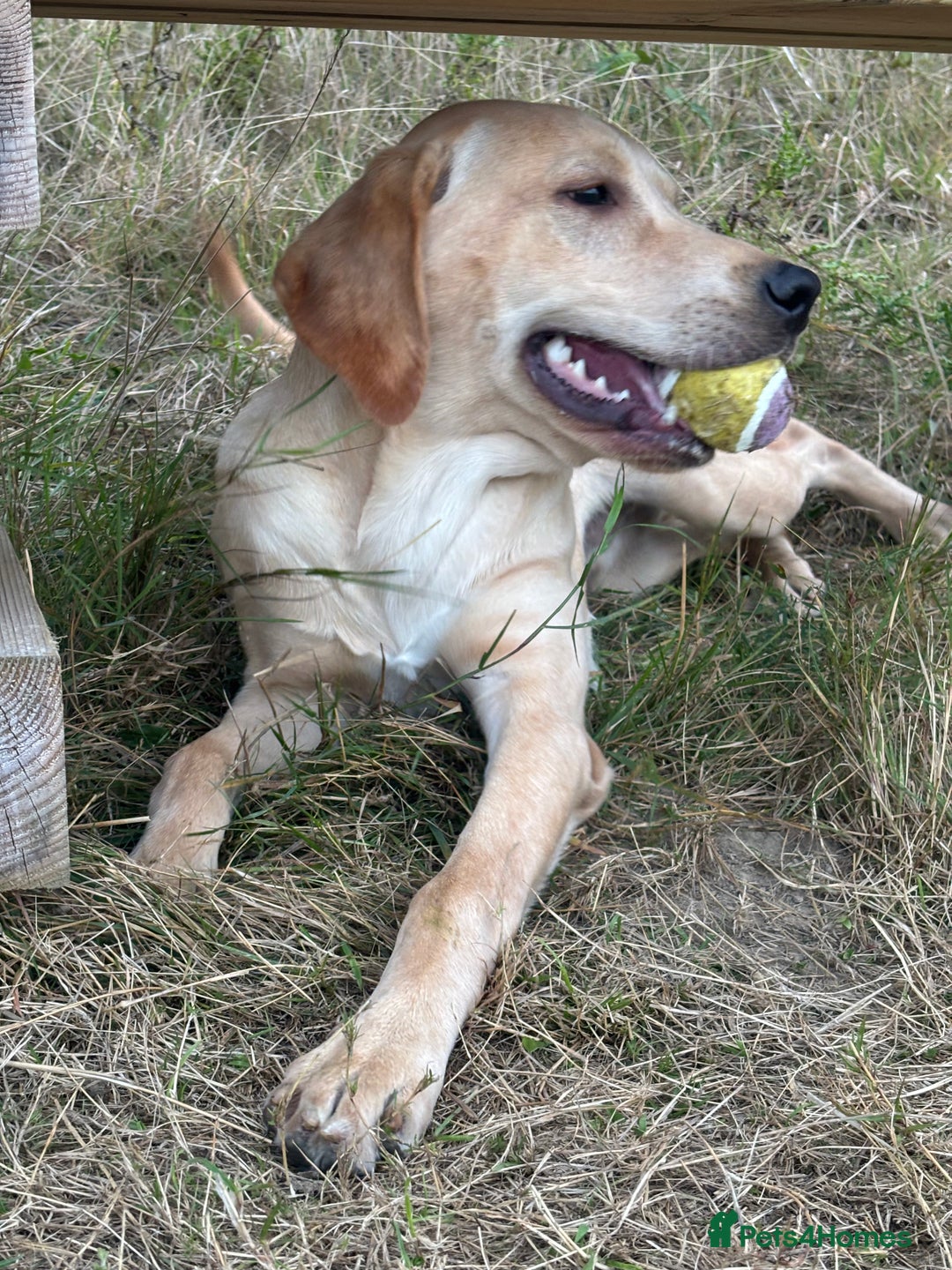 Labrador Retriever dogs for sale: handsome yellow lab - Advert 2