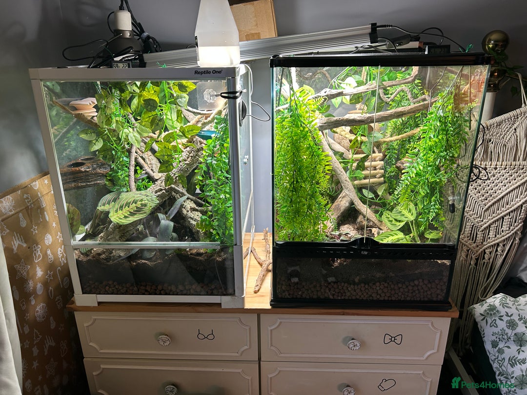 Gecko reptiles for sale: 2 baby crested geckos with full enclosure set up  - Advert 1