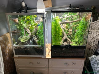 Gecko reptiles 2 baby crested geckos with full enclosure set up - Advert 2