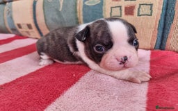 Boston Terrier dogs for sale: Beautiful Boston Terriers pups - Image 18