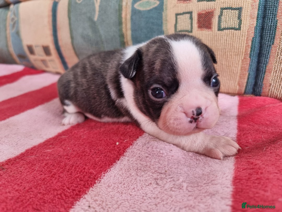 Boston Terrier dogs for sale: Beautiful Boston Terriers pups - Image 18