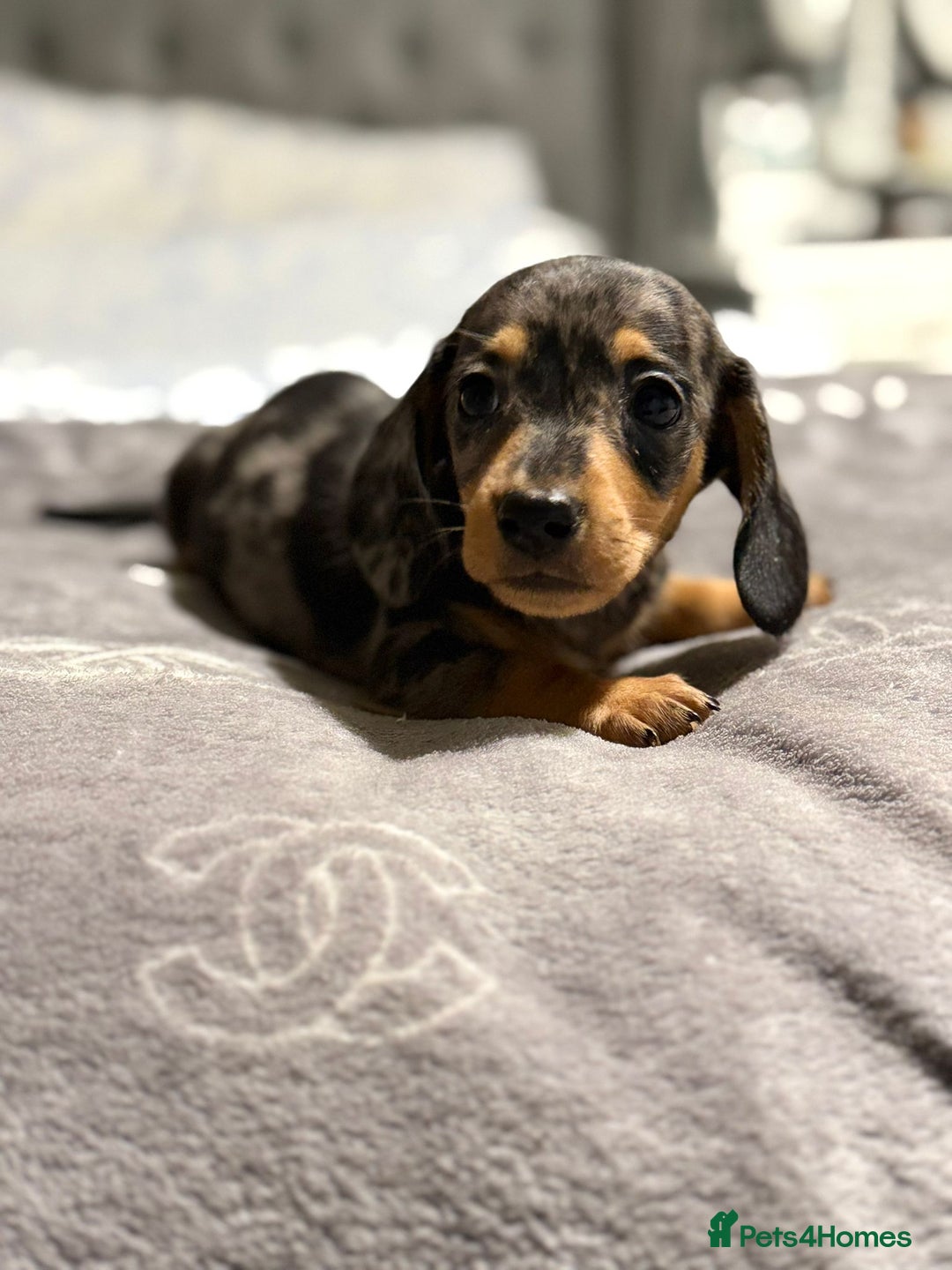 Dachshund dogs for sale: Beautiful dachshunds - Image 7