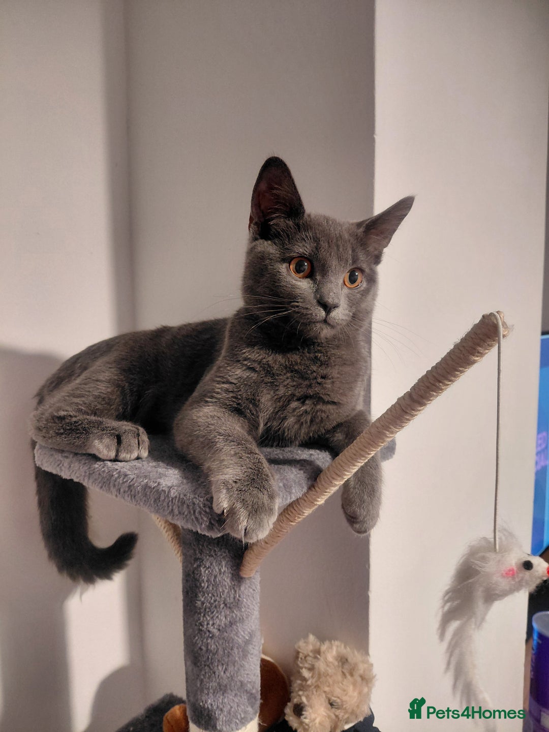 British Shorthair cats for sale: British Shorthair cross - Advert 8