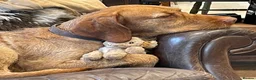 Hungarian Vizsla dogs for sale: 11 amazing wire haired vizsla puppies - Advert 15
