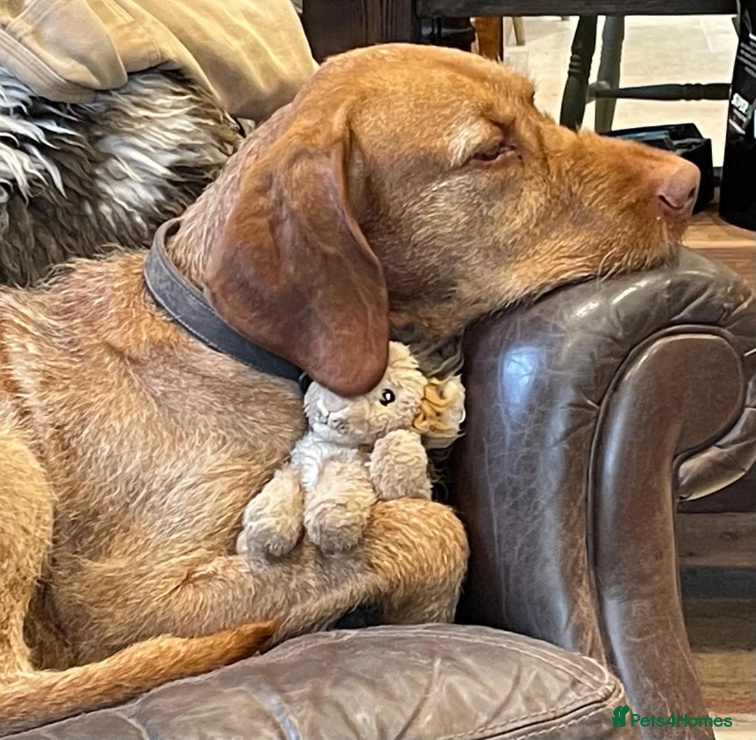 Hungarian Vizsla dogs for sale: 2 beautiful strong WH vizsla pups remaining. - Advert 2