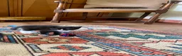 British Shorthair cats for sale: Beautiful half British shorthair - Advert 15