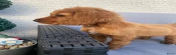 Cocker Spaniel dogs for sale: Cocker spaniel puppy’s for sale  - Advert 5