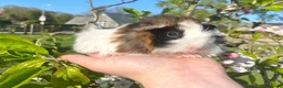 Guinea Pig rodents for sale: Guinea Pig Looking for their forever homes  - Advert 16