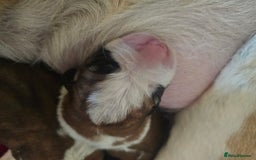 Saint Bernard dogs for sale: 6th Generation St Bernard KC Reg puppies - Image 8