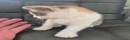 Mixed Breed cats for sale: Lovely kittens for good homes - Advert 6