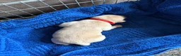 Labrador Retriever dogs for sale: LAST TWO GOLDEN FEMALE LABRADOR PUPPIES - Advert 16