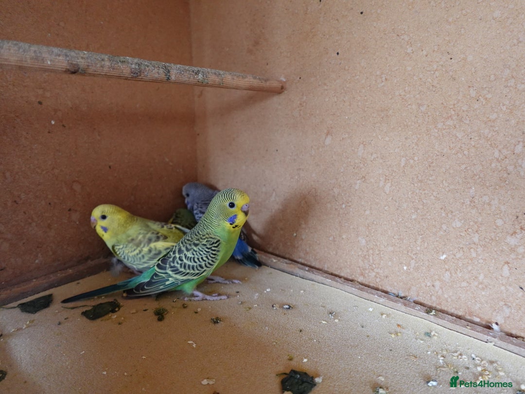 Budgerigars birds for sale: Baby Budgies For sale Greens/ Blues/Pied - Image 8
