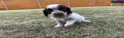 Cockapoo dogs for sale: Beautiful Cockapoo Babies 🐾🐾🐾 - Advert 15