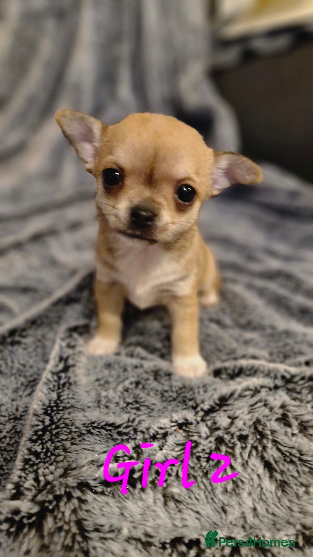 Chihuahua dogs for sale: 🐶READY TO LEAVE🐶 LAST ONE Tiny Chihuahua Puppies - Advert 6