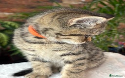 British Shorthair cats for sale: 💎Rare Silver & Spotted BSH Kittens ns 12 & n 24🐾 - Image 34