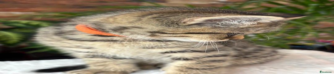Pumpkin - BSH n 24 - Brown Spotted Tabby