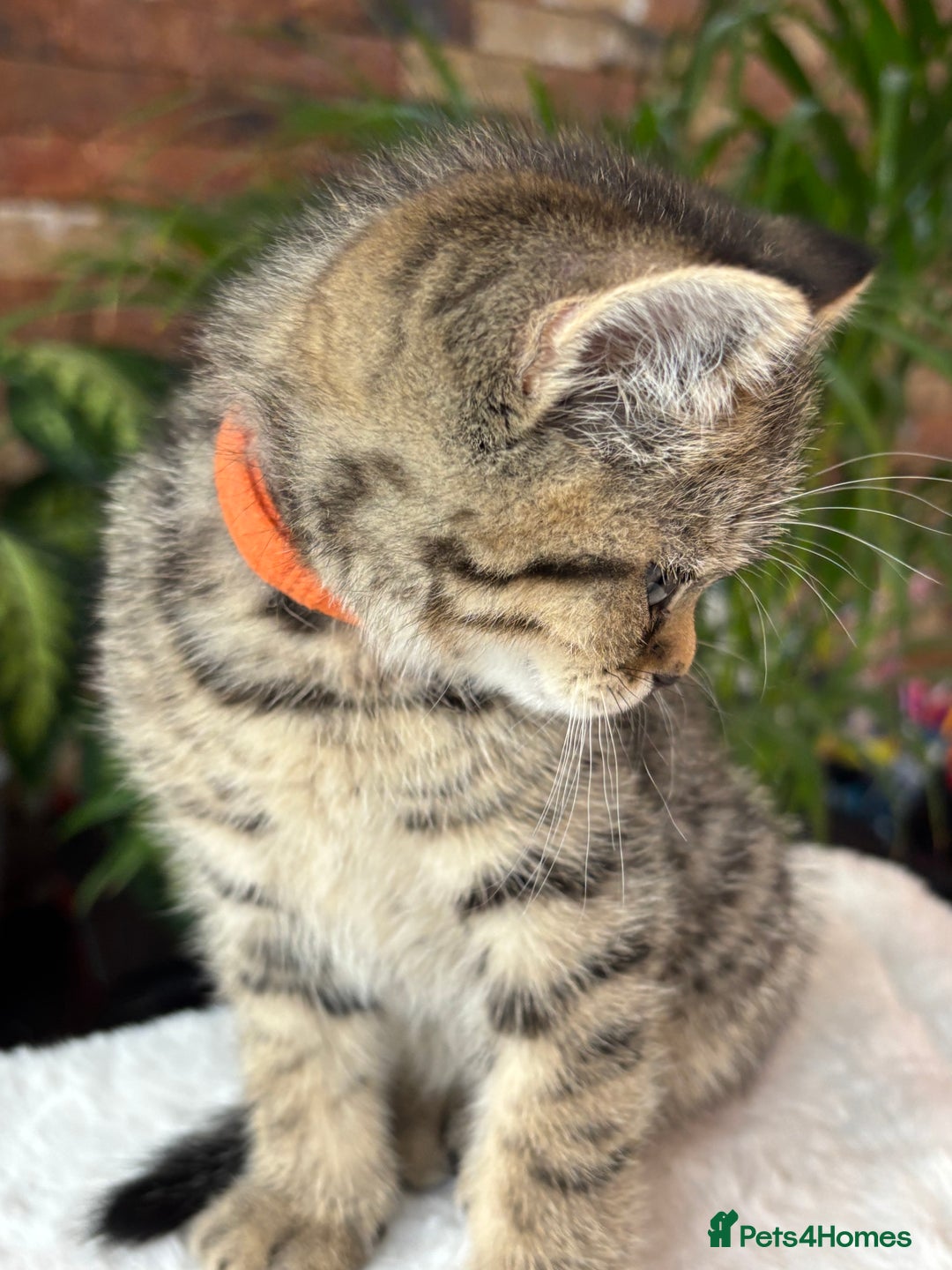 British Shorthair cats for sale: 💎Rare Silver & Spotted BSH Kittens ns 12 & n 24🐾 - Image 34