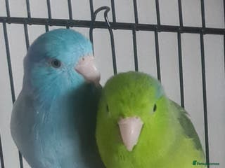 Parrots birds 18 month old bonded pair of parrotlets. - Advert 1