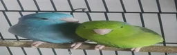 Parrots birds for sale: 18 month old bonded pair of parrotlets. - Advert 1