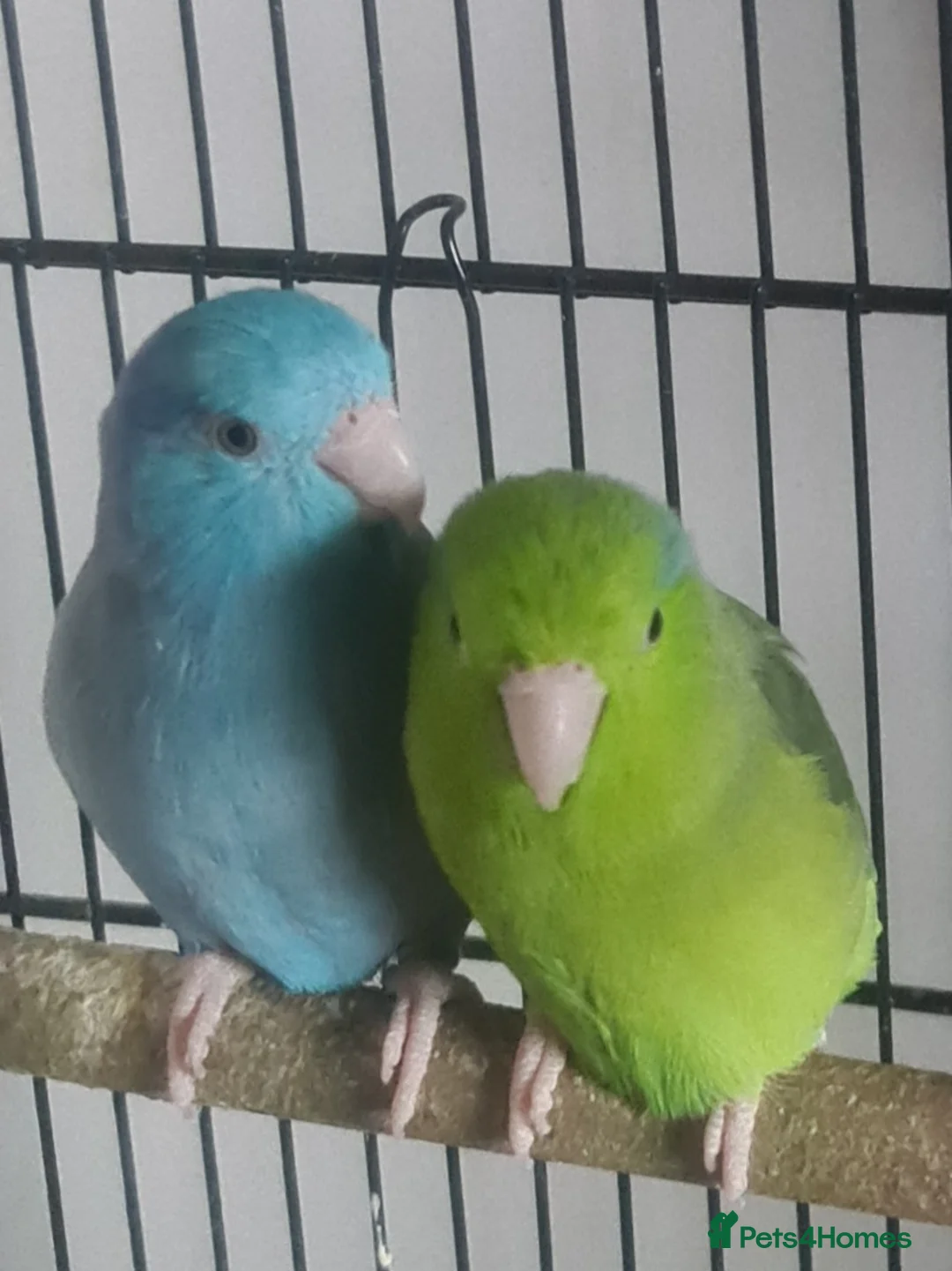 Parrots birds for sale: 18 month old bonded pair of parrotlets. - Advert 1