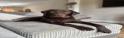 Labrador Retriever dogs for sale: Chocolate Labrador  - Advert 3