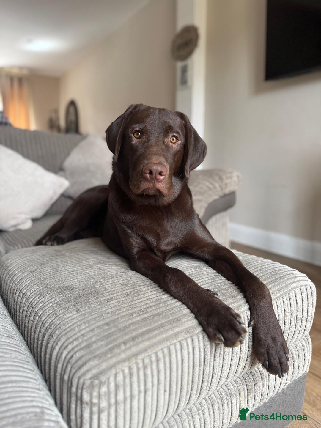 Labrador Retriever dogs for sale: Chocolate Labrador  - Advert 3