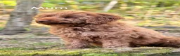 Cavapoo dogs for sale: Cavapoo puppies  - Advert 6